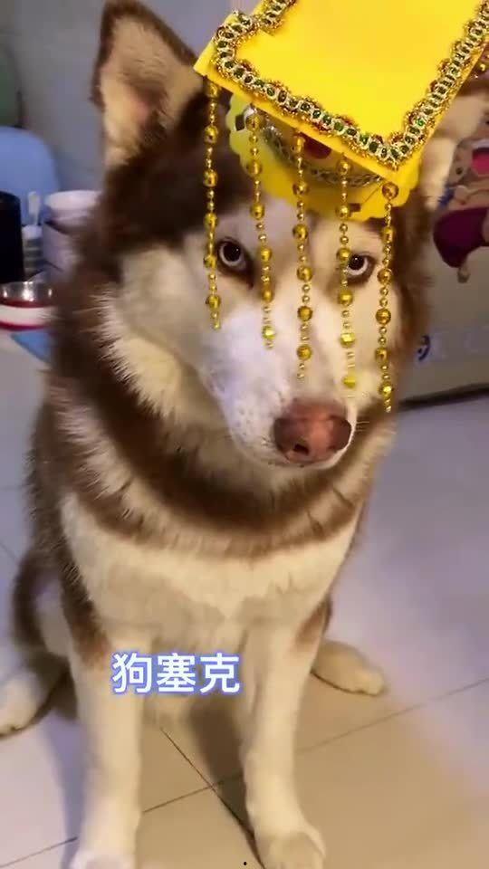 王者爆料哈士奇视频,揭秘视频中的萌宠英雄